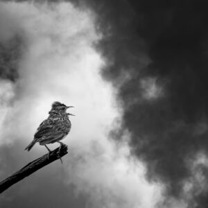 Conviction