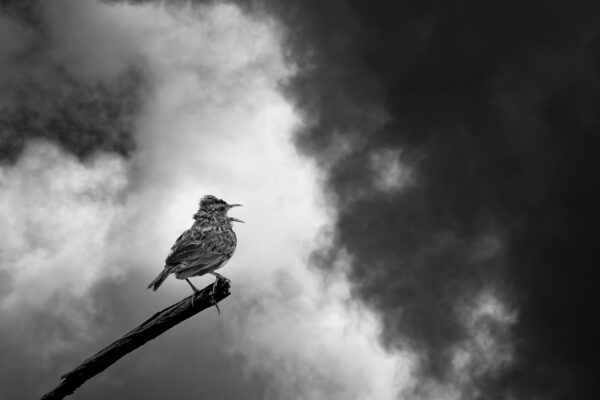Conviction