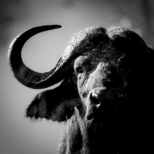 Heracles