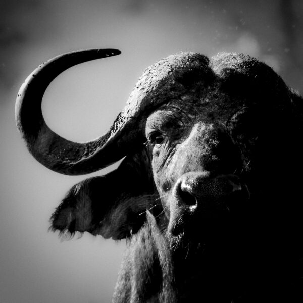 Heracles