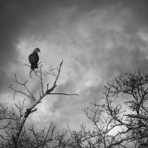 In Solitude
