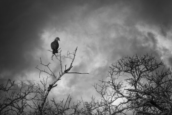 In Solitude
