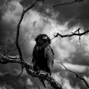 Lord Of Storms