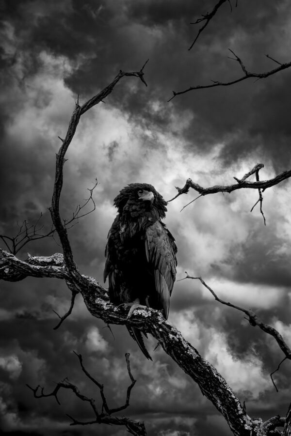 Lord Of Storms